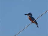 169 Ringed Kingfisher.jpg