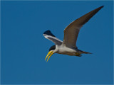 168 Large-billed River Tern.jpg