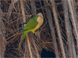 170 Monk Parakeet.jpg