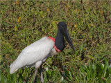 171 Jabiru.jpg