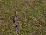 172 Rufescent Tiger Heron.jpg