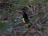 173 Chestnut-eared Aracari.jpg