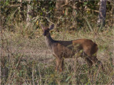 175 South American Red Brocket.jpg