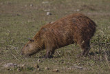 176 Capybara.jpg