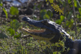 180 Yacare Caiman.jpg