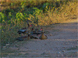 182 Black-bellied Whistling Duck.jpg