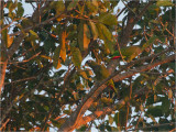 194 Scaly-headed Parrot.jpg