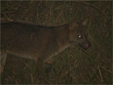 195 Crab-eating Fox.jpg