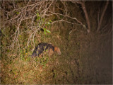 196 Southern Tamandua.jpg