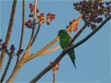 200 Yellow-chevroned Parakeet.jpg