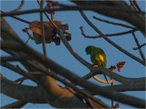 201 Yellow-chevroned Parakeet.jpg