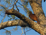203 Great Rufous Woodcreeper.jpg