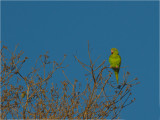 205 Yellow-chevroned Parakeet.jpg