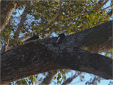 207 White Woodpecker.jpg