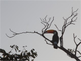 208 Toco Toucan.jpg