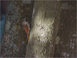 209 Narrow-billed Woodcreeper.jpg