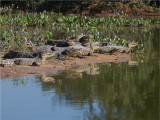 215 Yacare Caiman.jpg