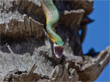 220 Snake.jpg