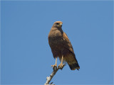 223 Savannah Hawk.jpg