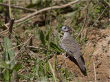 224 Scaled Dove.jpg