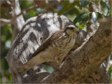 225 Roadside Hawk.jpg