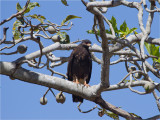 228 Snail Kite.jpg