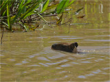 232 Capybara.jpg