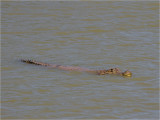 235 Yacare Caiman.jpg
