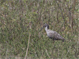 236 Plumbeous Ibis.jpg