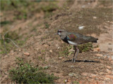 237 Southern Lapwing.jpg
