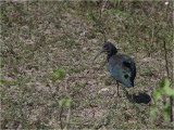 239 Green Ibis.jpg