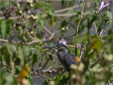 240 Striated Heron.jpg