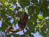 243 Bearded Capuchin.jpg