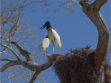 244 Jabiru.jpg