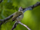 Yellow-olive Flycatcher - Groenkap-breedbektiran
