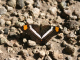 Butterfly - Vlinder