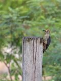 Golden-fronted Woodpecker - Goudvoorhoofdspecht