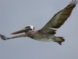 Brown Pelican - Bruine Pelikaan