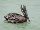 Brown Pelican - Bruine Pelikaan