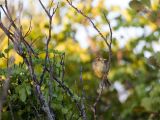 Mangrove Vireo - Mangrove Vireo