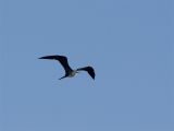 Magnificent Frigatebird (juvenile) - Amerikaanse Fregatvogel (juveniel)