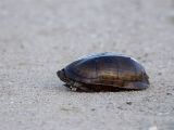 Turtle - Schildpad