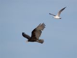 Lesser Yellow-headed Vulture and Laughing Gull - Kleine Geelkopgier en Lachmeeuw