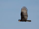 Lesser Yellow-headed Vulture - Kleine Geelkopgier