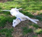 Zaya in typical greyhound pose