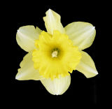Single Yellow Daffodil