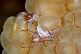 Bubble Coral Shrimps