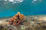 Day Octopus (Octopus Cyanea)