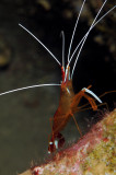 White-banded cleaner shrimp 