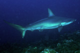 Hammerhead Shark